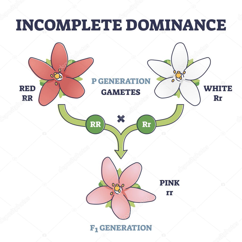 Incomplete dominance and new generation alleles variants outline diagram