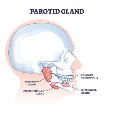 Parotid and salivary glands with anatomical inner structure outline diagram clipart