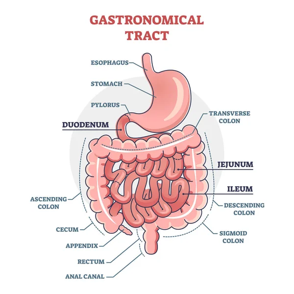 Gasztronómiai traktus és emésztőrendszer izolált szerkezet vázlat diagram — Stock Vector