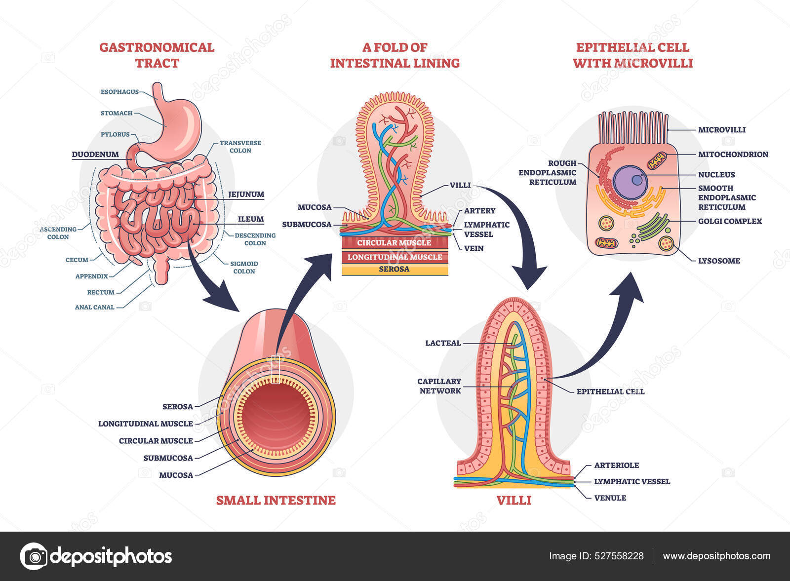 Small intestine with scientific gastrointestinal structure outline