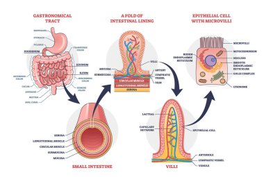 Bilimsel gastrointestinal yapı diyagramı olan ince bağırsak.