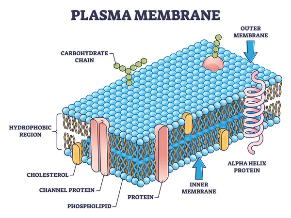 Membrana celular o membrana citoplasmática estructura microscópica esquema diagrama — Archivo Imágenes Vectoriales
