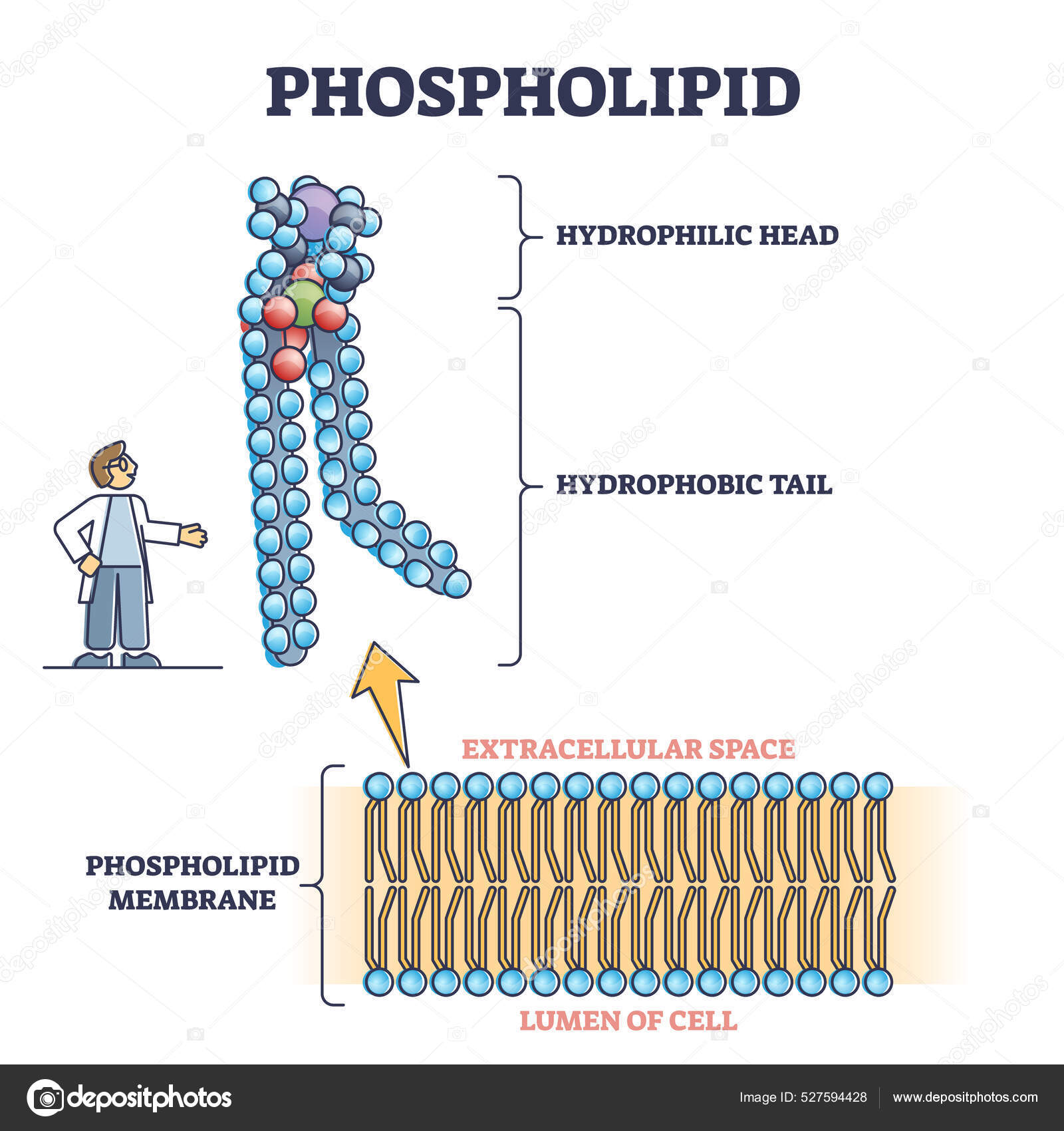 Phospholipid oder Phosphatide Lipide Mikroskopisches Strukturschema