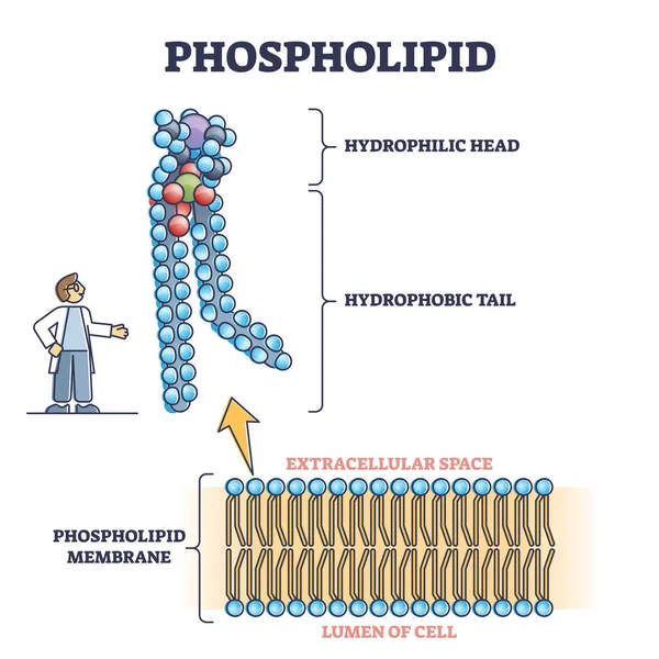 Phospholipid or phosphatides lipids microscopical structure outline diagram — Stock Vector