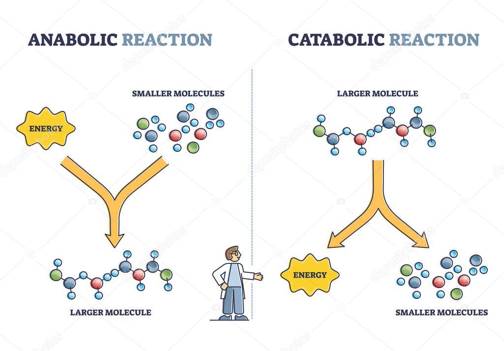 Anabolic vs catabolic reaction comparison in metabolism outline diagram