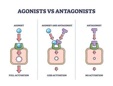 Agonists vs antagonists drugs behavior to receptor activation outline diagram clipart