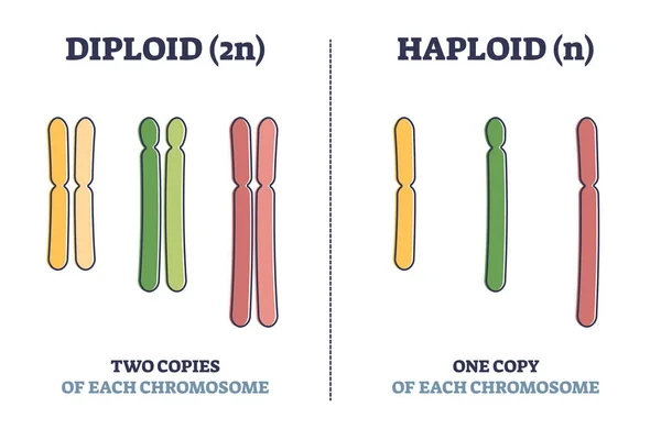 Diploid vs haploid como diagrama de esboço de comparação de conjuntos cromossômicos completos — Vetor de Stock