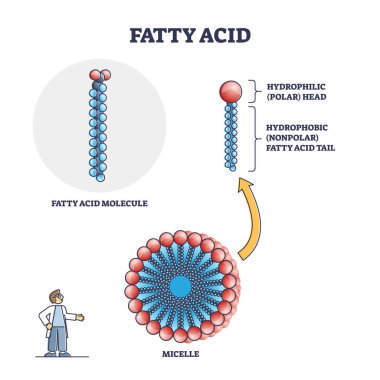 Fatty acid molecule with micelle and side view structure outline diagram clipart