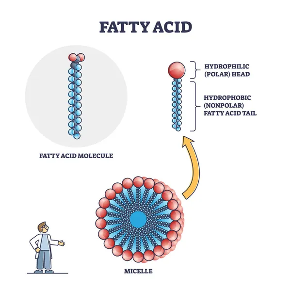 ミセルとサイドビュー構造を有する脂肪酸分子概要図 — ストックベクタ