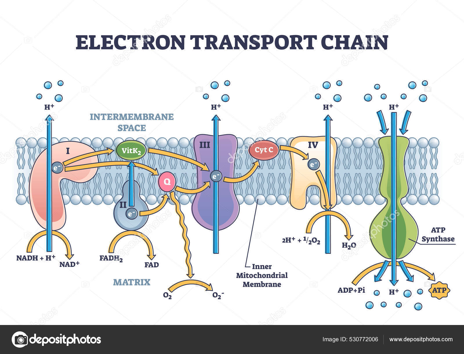 Chaîne de transport d'électrons en tant que transporteur embarqué