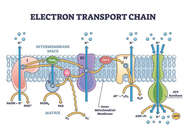 Cadeia de transporte de elétrons como transportadores embarcados respiratórios esboço diagrama —  Vetores de Stock