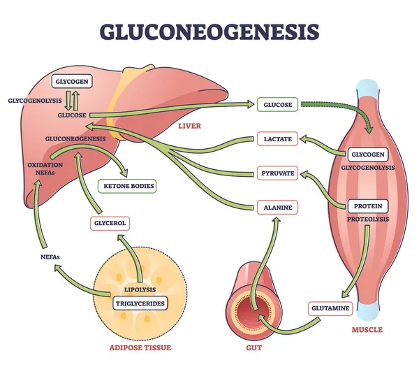 Gluconeogenesis GNG metabolic pathway for glucose generation outline diagram — Stock Vector