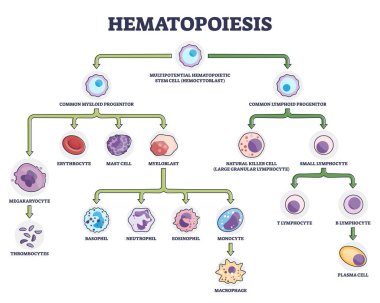Kan hücresel kök bileşenleri olarak hematopoezis oluşum şeması