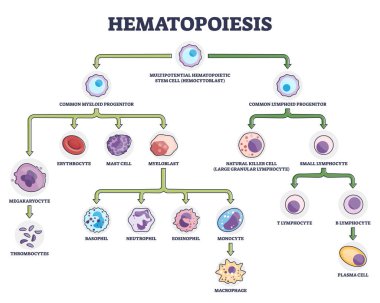 Hematopoiesis as blood cellular stem components formation outline diagram clipart