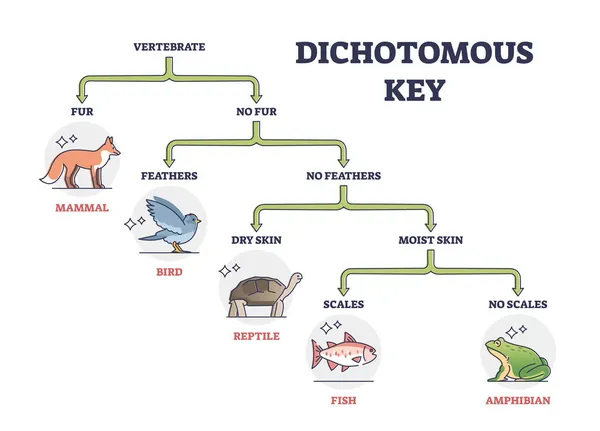 Dichotomous key as scientific organisms identification tool outline diagram — Stock Vector