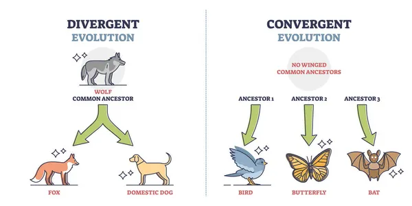 Eltérő vs konvergens evolúció őseink fejlesztési vázlat diagram — Stock Vector