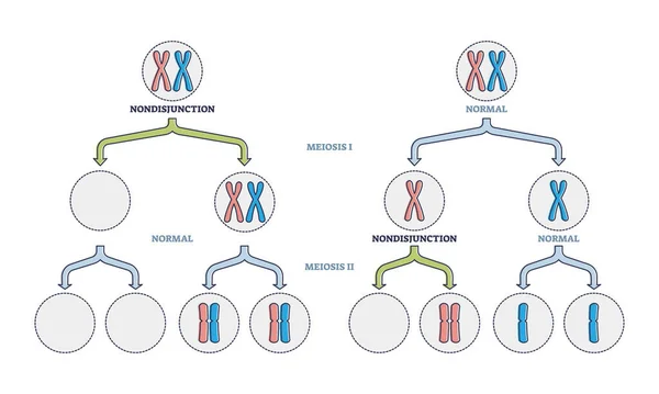 Non disjunkce jako abnormální meiosis chromozom číslo selhání osnovy diagram — Stockový vektor