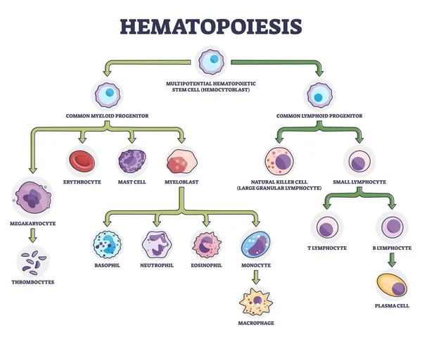 Hematopoiese como diagrama de formação de componentes estaminais celulares sanguíneos —  Vetores de Stock