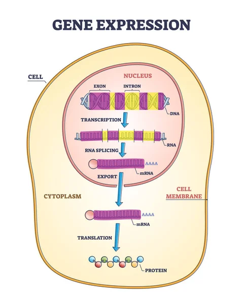 Στάδια γονιδιακής έκφρασης με μεταγραφή και διάγραμμα περιγράμματος RNA — Διανυσματικό Αρχείο