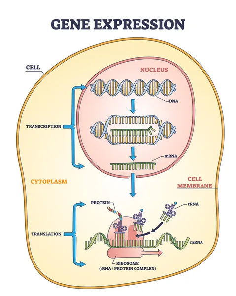 Génexpressziós folyamat a termékszintézis kialakulásának vázlatos ábrájához — Stock Vector
