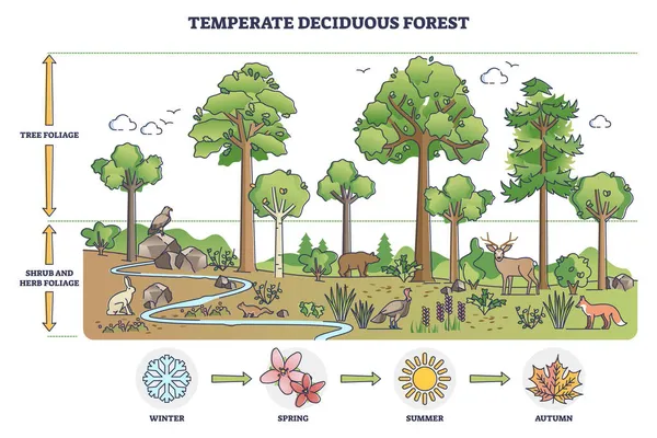 Temperate deciduous forest tree and shrub foliage description outline diagram — Stock Vector