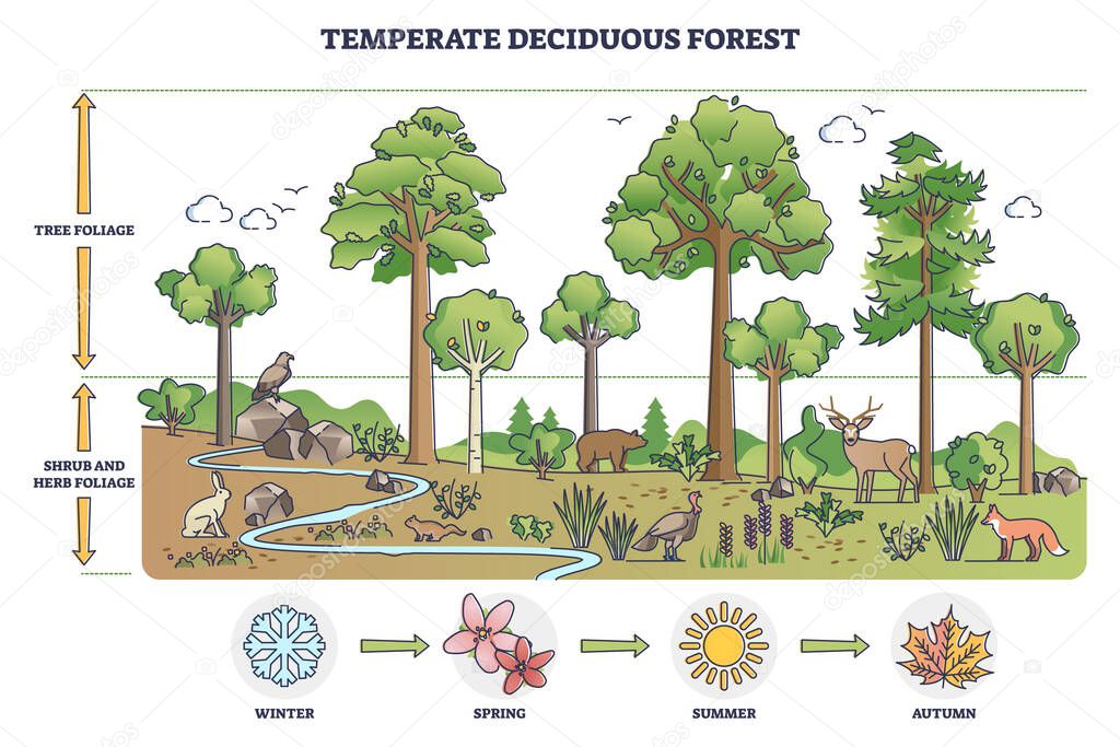 Temperate deciduous forest tree and shrub foliage description outline diagram