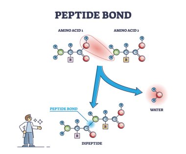 Peptide bond as amino acids formation in protein reaction outline diagram clipart