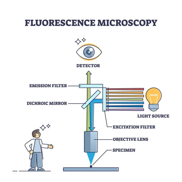 Принцип флуоресцентной микроскопии инструмента и схема структуры — стоковый вектор