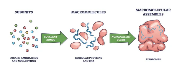 La formación de macromoléculas de subunidades a ribosomas ensambla el diagrama del contorno — Vector de stock
