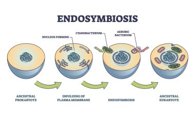 Endosymbiosis process stages with symbiotic living organisms outline diagram clipart