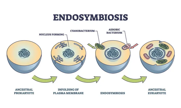 Etapas del proceso de endosimbiosis con organismos vivos simbióticos diagrama de contorno — Vector de stock