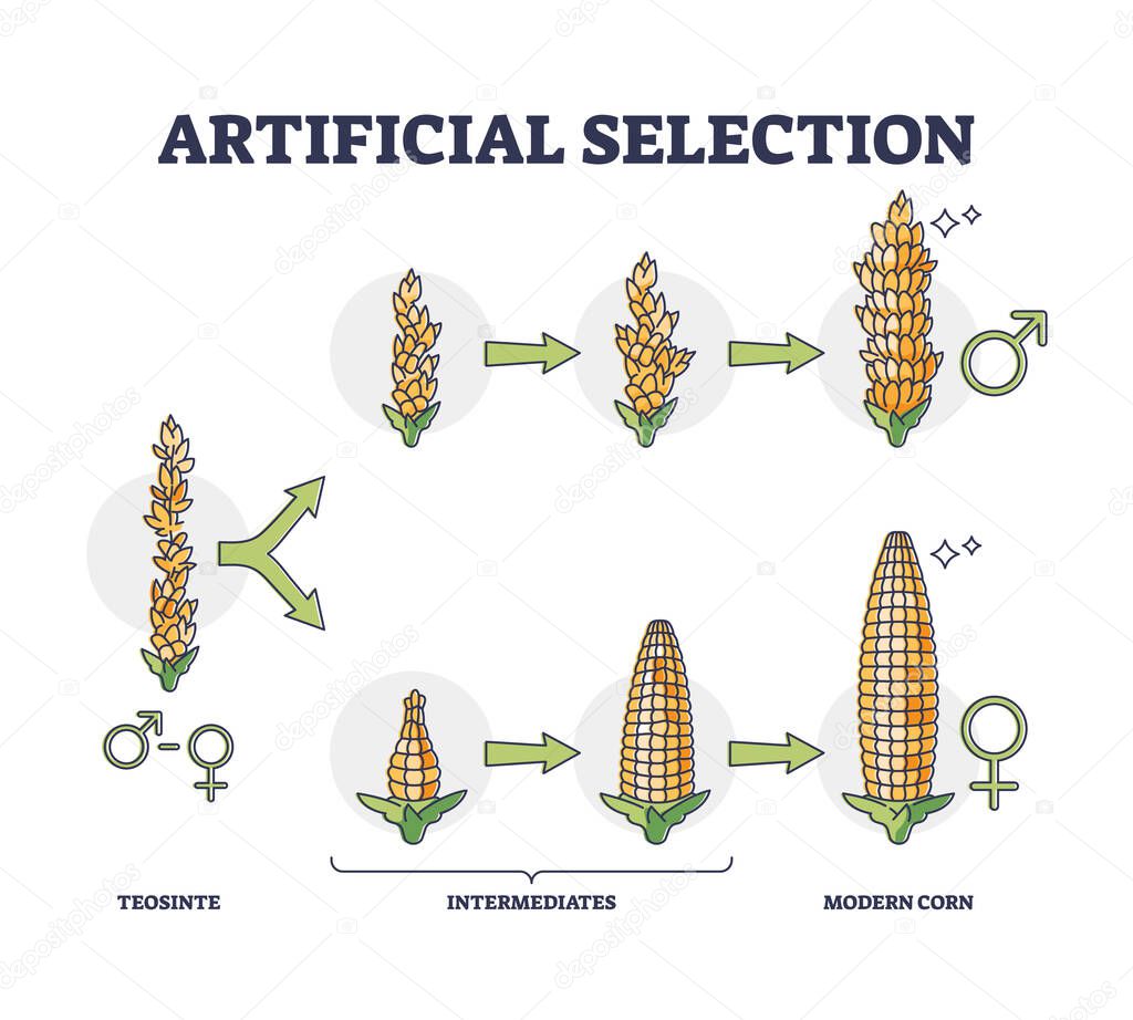 Artificial selection with selective breeding for vegetables outline diagram