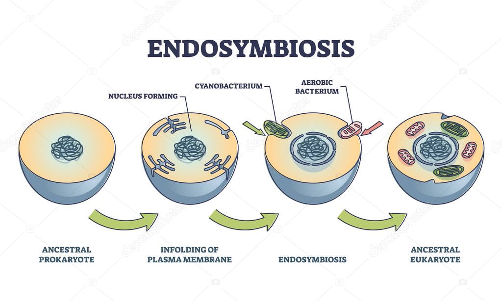 Telofase etiquetada