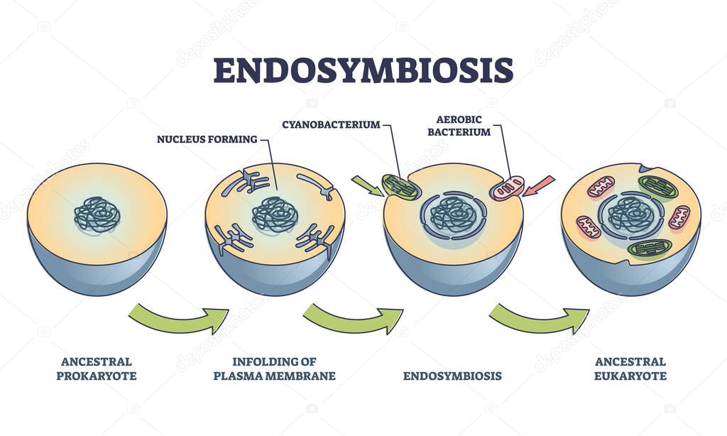 Endosymbiosis process stages with symbiotic living organisms outline diagram