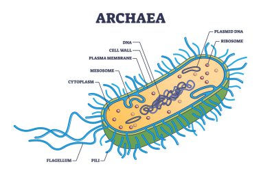Arkea ya da arkebakteriler anatomik iç yapı şeması detaylı