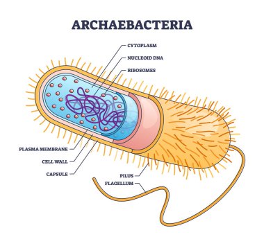 Arkebakterilerin iç ve dış anatomik bakteri yapısı şeması