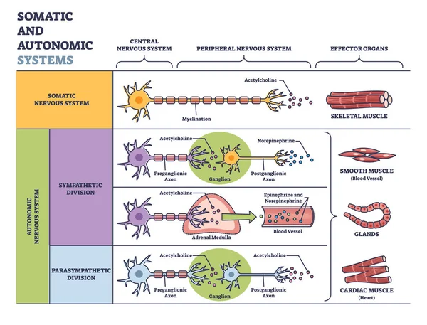 Système nerveux somatique vs système nerveux autonome dans le schéma détaillé de division — Image vectorielle