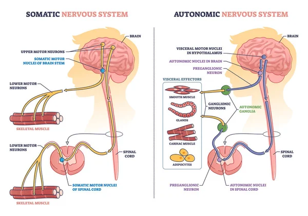 Διαίρεση σωματικού έναντι αυτόνομου νευρικού συστήματος στο διάγραμμα περιγράμματος του ανθρώπινου εγκεφάλου — Διανυσματικό Αρχείο