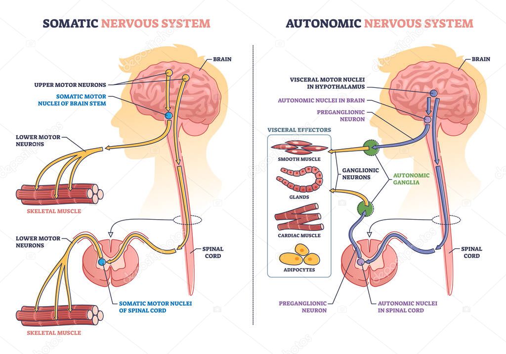 Somatic vs autonomic nervous system division in human brain outline diagram