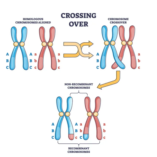 Crossing over chromosomes and homologous division process outline diagram — Stock Vector