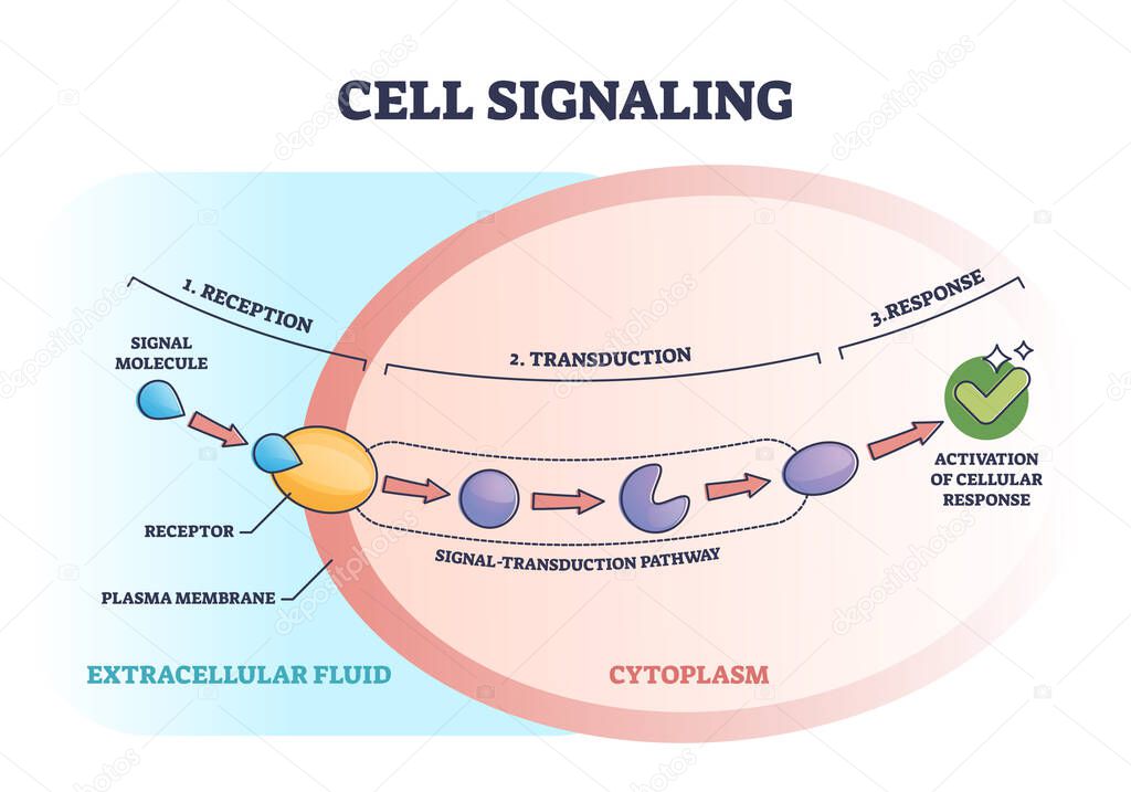 Cell or bio signaling with signal molecule pathway stages outline diagram