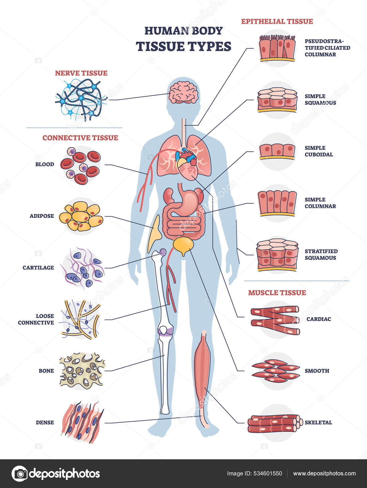 Human Body Tissue Types With Nerve Connective And Epithelial Outline human-body-tissue-types-with-nerve-connective-and-epithelial-outline