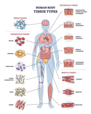 Human body tissue types with nerve, connective and epithelial outline diagram clipart