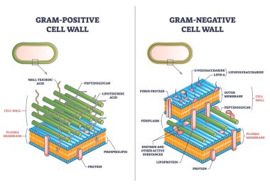 Gram positive versus negative cell wall structure differences outline diagram clipart