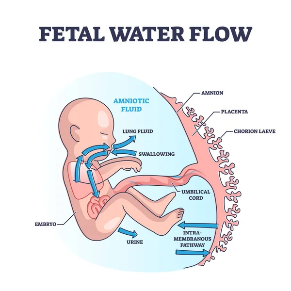 Flusso d'acqua fetale e liquido amniotico con schema anatomico della struttura — Vettoriale Stock
