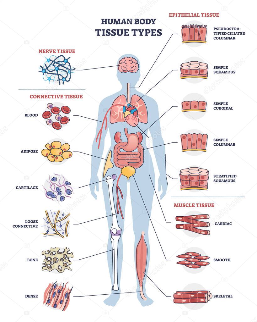 Human body tissue types with nerve, connective and epithelial outline diagram