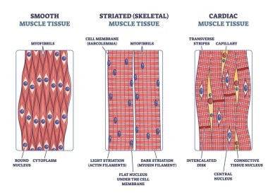Muscle tissue with smooth, striated and cardiac examples outline diagram clipart
