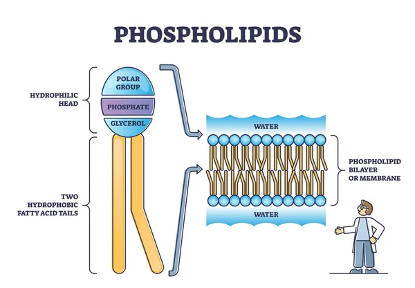 Phospholipid or phosphatides lipids head and tail structure outline diagram — Stock Vector