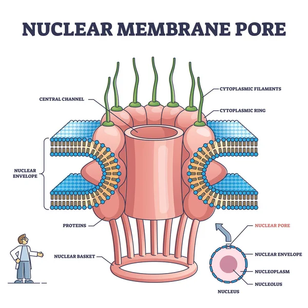Primer plano del poro de membrana nuclear y diagrama detallado aislado del contorno de la estructura — Vector de stock