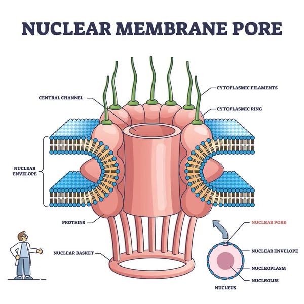 Kernmembraan poriën close-up en geïsoleerde gedetailleerde structuur schema — Stockvector